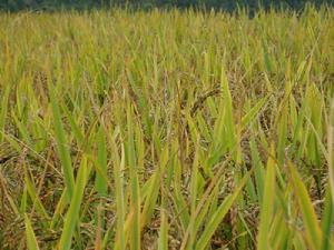 排把自然村發展重點-稻穀種植