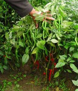 太空育種 太空育種