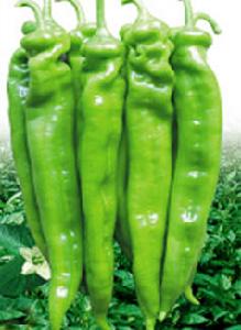 榮陽富有 榮陽富有