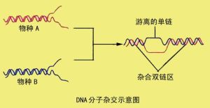 DNA分子雜交