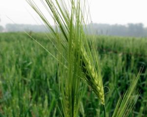 布頓大麥 布頓大麥