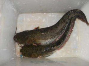 短唇毛口鯰 短唇毛口鯰