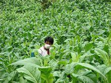 查家自然村[雲南省臨滄市雲縣漫灣鎮嘎止村委會]