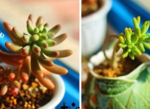 右：八千代/左：乙女心