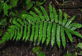 粵北軸脈蕨 粵北軸脈蕨