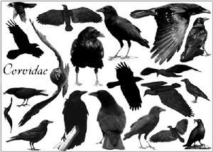 鴉科 鴉科