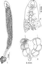 雙溝盤蟲屬 雙溝盤蟲屬