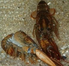 巨型長鬍須螯蝦