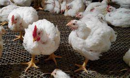 金陽絲毛雞 金陽絲毛雞