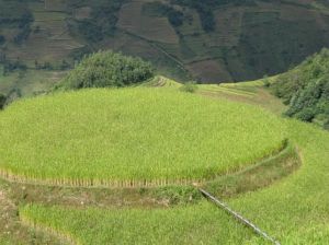 等藤自然村 等藤自然村