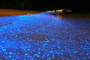 多邊舌甲藻 多邊舌甲藻