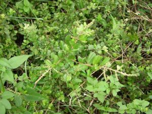 鉤刺雀梅藤 鉤刺雀梅藤