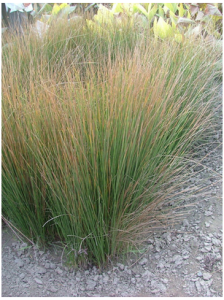 密花燈心草 密花燈心草