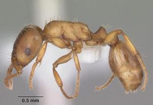 圓顎切葉蟻屬 圓顎切葉蟻屬