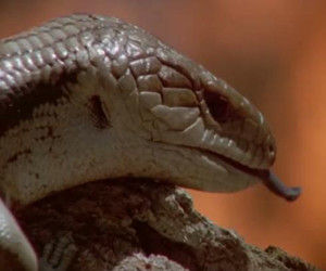 動物犯罪現場 動物犯罪現場