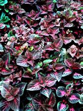 彩葉草圖片欣賞