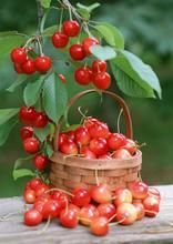 豫櫻桃Ⅰ-Ⅳ號 豫櫻桃Ⅰ-Ⅳ號