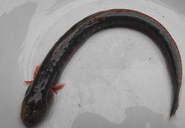 狼牙鰕虎魚 狼牙鰕虎魚