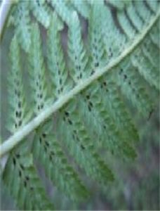 察隅蹄蓋蕨 察隅蹄蓋蕨