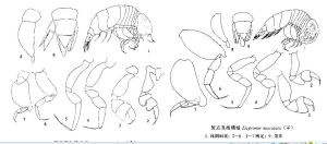 斑點真海精戎 斑點真海精戎