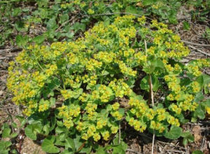 沙灘黃芩 沙灘黃芩