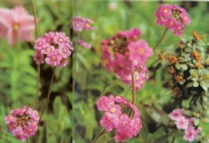 柔弱點地梅 柔弱點地梅