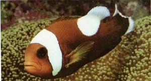 鞍背小丑(褐色) 鞍背小丑(褐色)