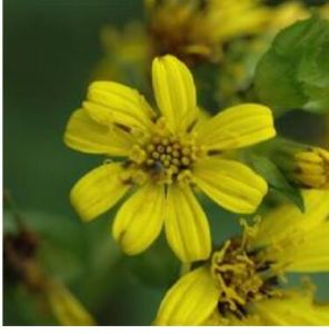 甘孜橐吾 甘孜橐吾