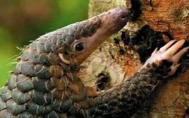 穿山甲事件 穿山甲事件