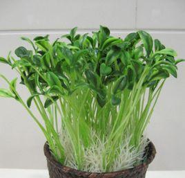 綠色豆芽 綠色豆芽