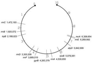吸水鏈黴菌透明黴素變種