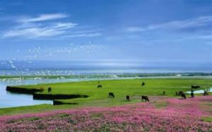 草原觀鳥游 草原觀鳥游