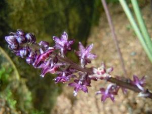 球子草屬 球子草屬