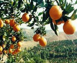 眉山臍橙 眉山臍橙