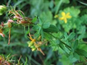 密腺小連翅 密腺小連翅