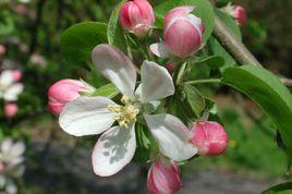 山楂海棠 山楂海棠