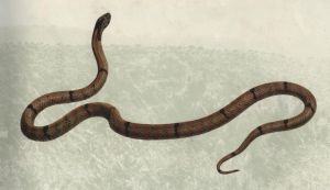 （圖）小頭蛇