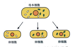 細胞質遺傳