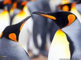 國王企鵝