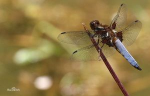 寬翅蜻蜓 寬翅蜻蜓