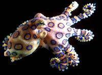 澳洲藍環章魚