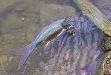 水蛇吞鯰魚