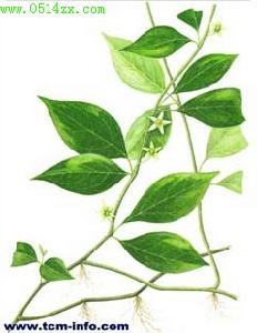 心葉單花紅絲線