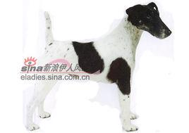 平滑毛獵狐犭更犬 平滑毛獵狐犭更犬