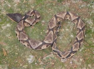 尖鼻沙蛇 尖鼻沙蛇