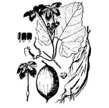 植物-王瓜(圖2)-《中華本草》附圖