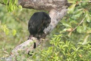 黃臂吼猴 黃臂吼猴