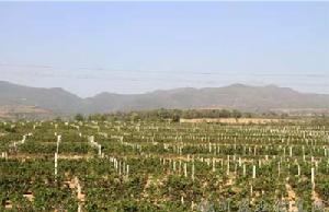 耀州區文王山 耀州區文王山