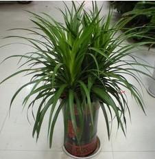 翠蘭[龍血樹屬的植物]