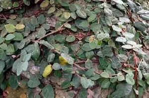 絡石藤[百合目夾竹桃科植物]